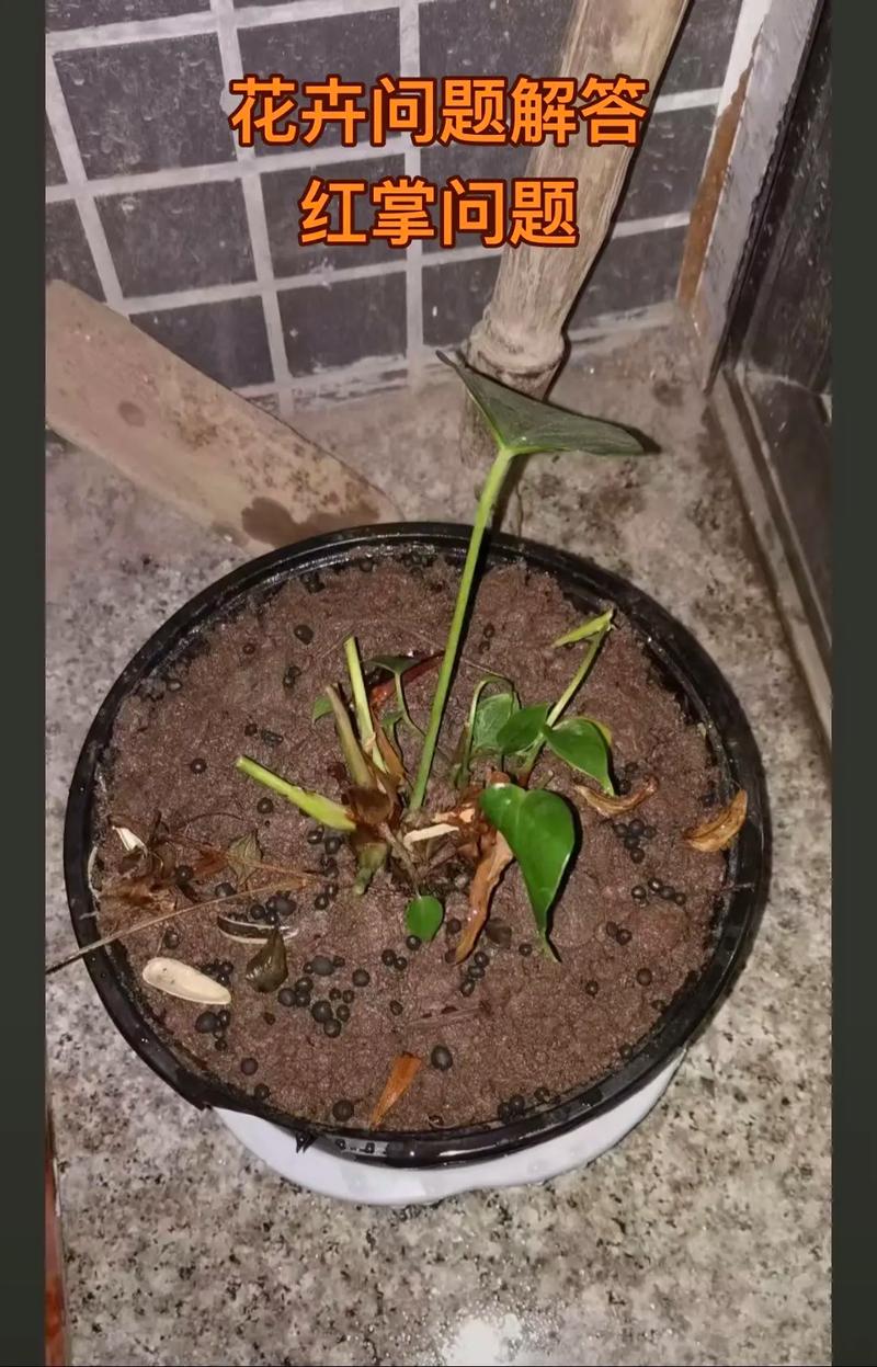 红掌叶子下垂怎么办，红掌叶子下垂怎么办图片-第7张图片-优品飞百科
