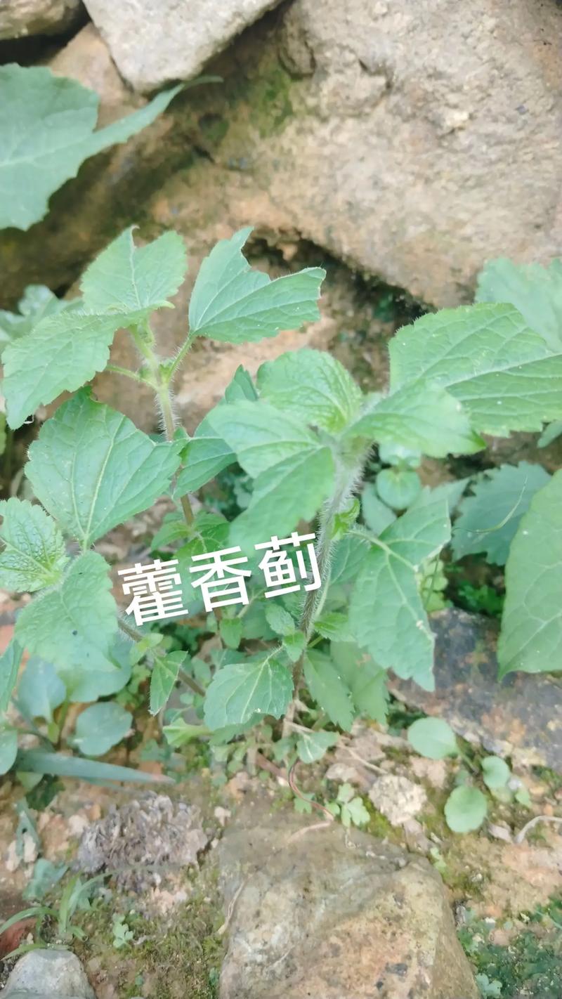 藿香蓟的养殖方法和注意事项？藿香蓟百度百科？