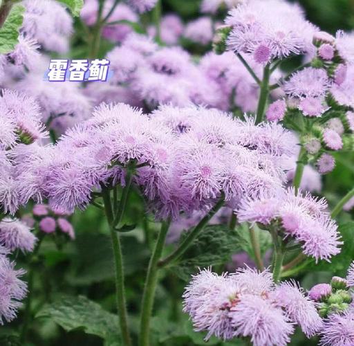 藿香蓟的养殖方法和注意事项？藿香蓟百度百科？-第2张图片-优品飞百科