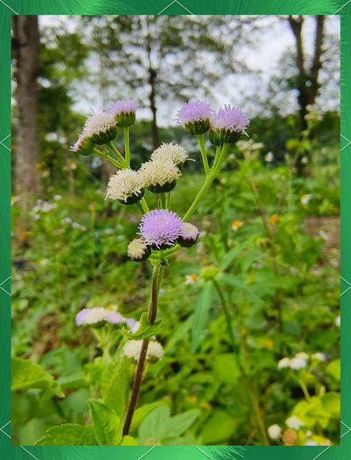 藿香蓟的养殖方法和注意事项？藿香蓟百度百科？-第3张图片-优品飞百科