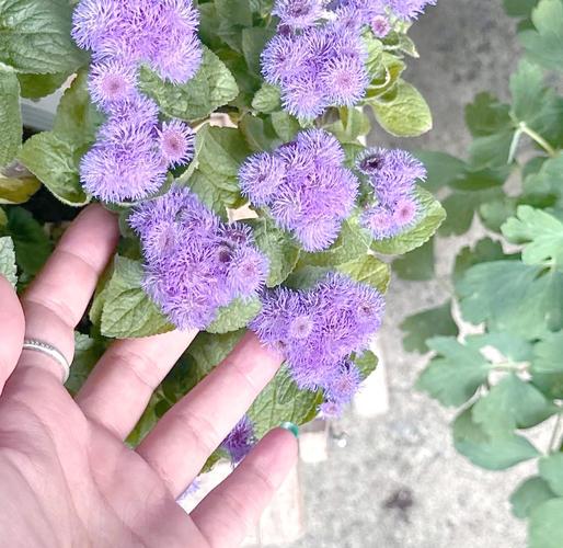 藿香蓟的养殖方法和注意事项？藿香蓟百度百科？-第4张图片-优品飞百科