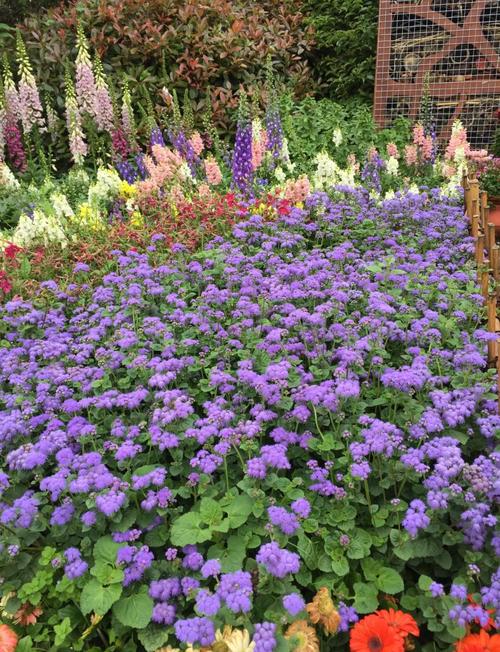 藿香蓟的养殖方法和注意事项？藿香蓟百度百科？-第5张图片-优品飞百科