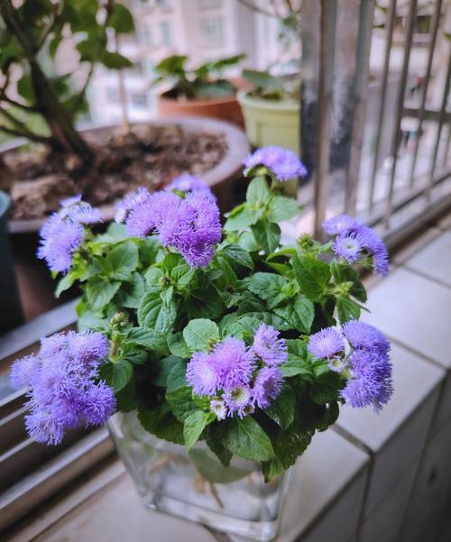 藿香蓟的养殖方法和注意事项？藿香蓟百度百科？-第6张图片-优品飞百科