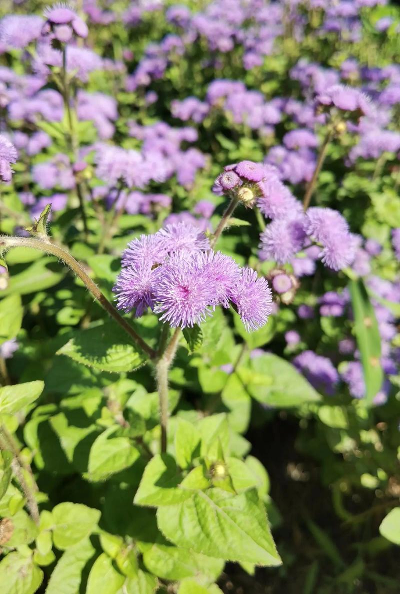 藿香蓟的养殖方法和注意事项？藿香蓟百度百科？-第7张图片-优品飞百科