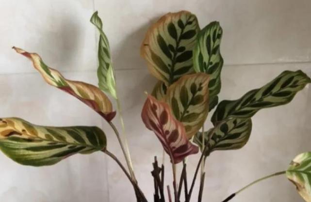 双线竹芋的病害及防治方法，双线竹芋如何养护？