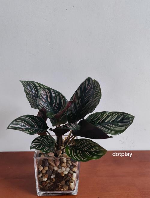 双线竹芋的病害及防治方法，双线竹芋如何养护？-第2张图片-优品飞百科