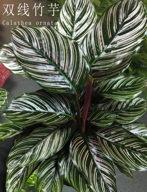 双线竹芋的病害及防治方法，双线竹芋如何养护？-第4张图片-优品飞百科