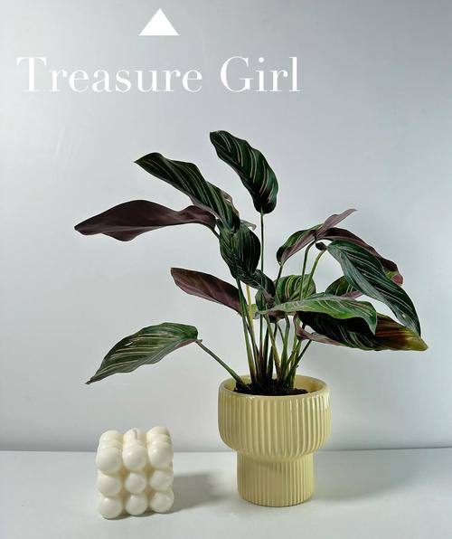 双线竹芋的病害及防治方法，双线竹芋如何养护？-第6张图片-优品飞百科