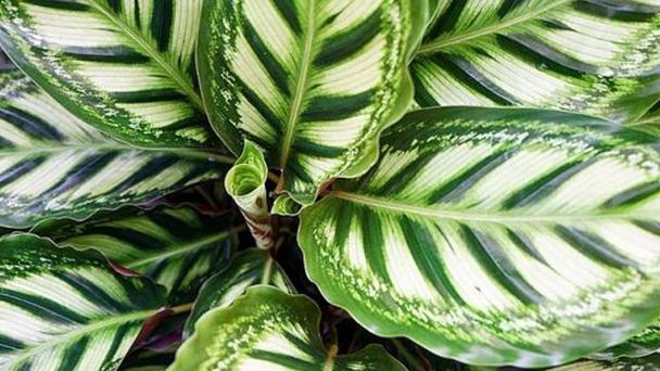 猫眼竹芋和孔雀竹芋的区别？猫眼竹芋和孔雀竹芋的区别在哪？