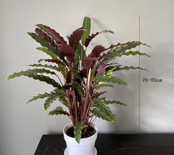 猫眼竹芋和孔雀竹芋的区别？猫眼竹芋和孔雀竹芋的区别在哪？-第2张图片-优品飞百科