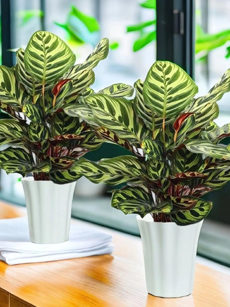 猫眼竹芋和孔雀竹芋的区别？猫眼竹芋和孔雀竹芋的区别在哪？-第4张图片-优品飞百科