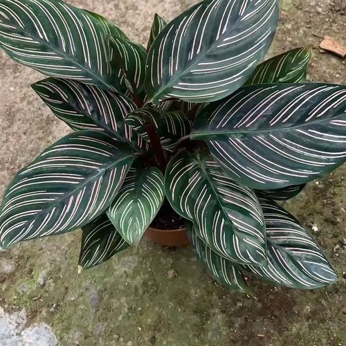 猫眼竹芋和孔雀竹芋的区别？猫眼竹芋和孔雀竹芋的区别在哪？-第5张图片-优品飞百科