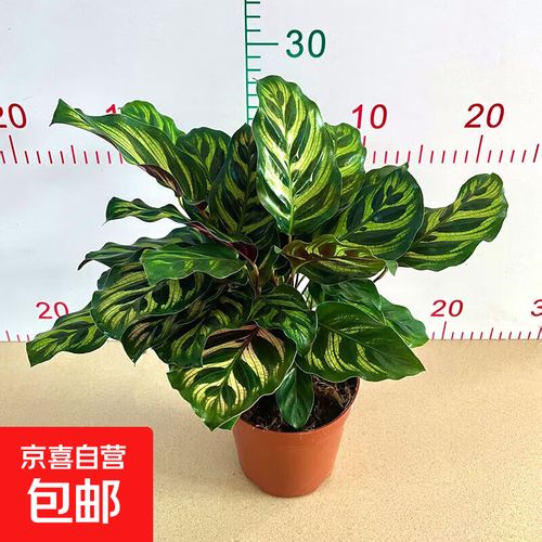 猫眼竹芋和孔雀竹芋的区别？猫眼竹芋和孔雀竹芋的区别在哪？-第7张图片-优品飞百科