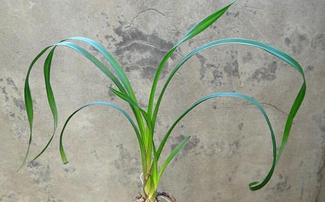 兰花的叶子为什么扭了，兰花叶扭转是什么原因
