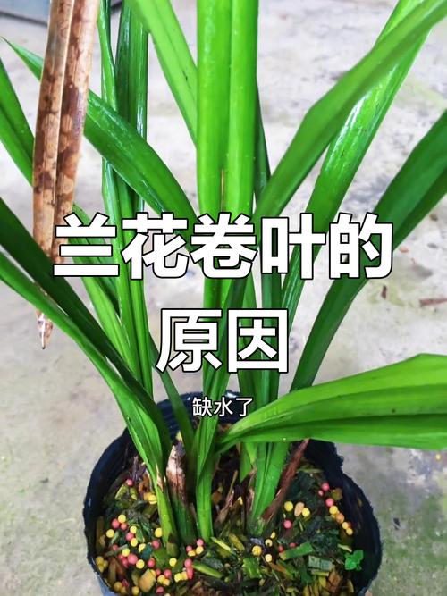兰花的叶子为什么扭了，兰花叶扭转是什么原因-第2张图片-优品飞百科