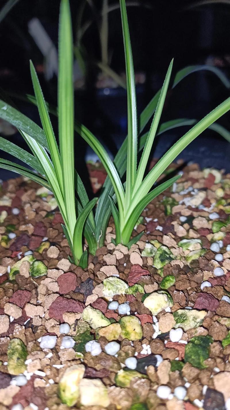 兰花的叶子为什么扭了，兰花叶扭转是什么原因-第3张图片-优品飞百科