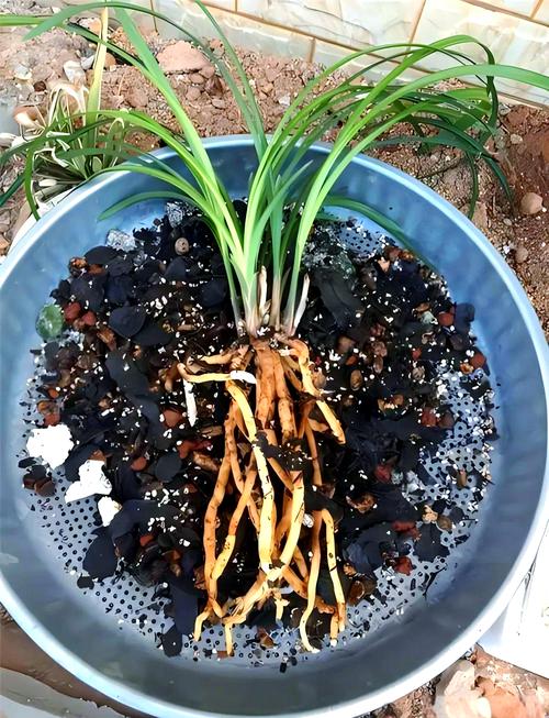 兰花的叶子为什么扭了，兰花叶扭转是什么原因-第4张图片-优品飞百科