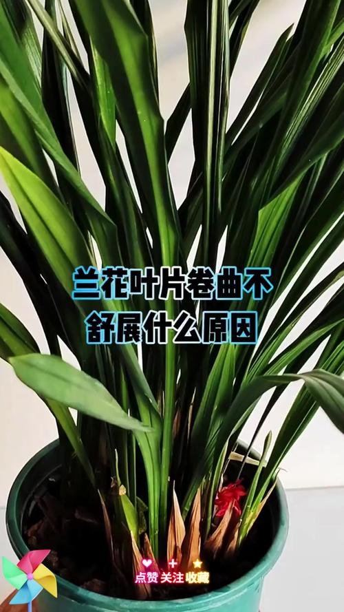 兰花的叶子为什么扭了，兰花叶扭转是什么原因-第5张图片-优品飞百科