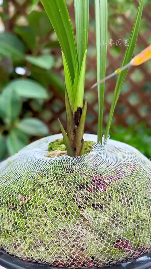 兰花的叶子为什么扭了，兰花叶扭转是什么原因-第6张图片-优品飞百科