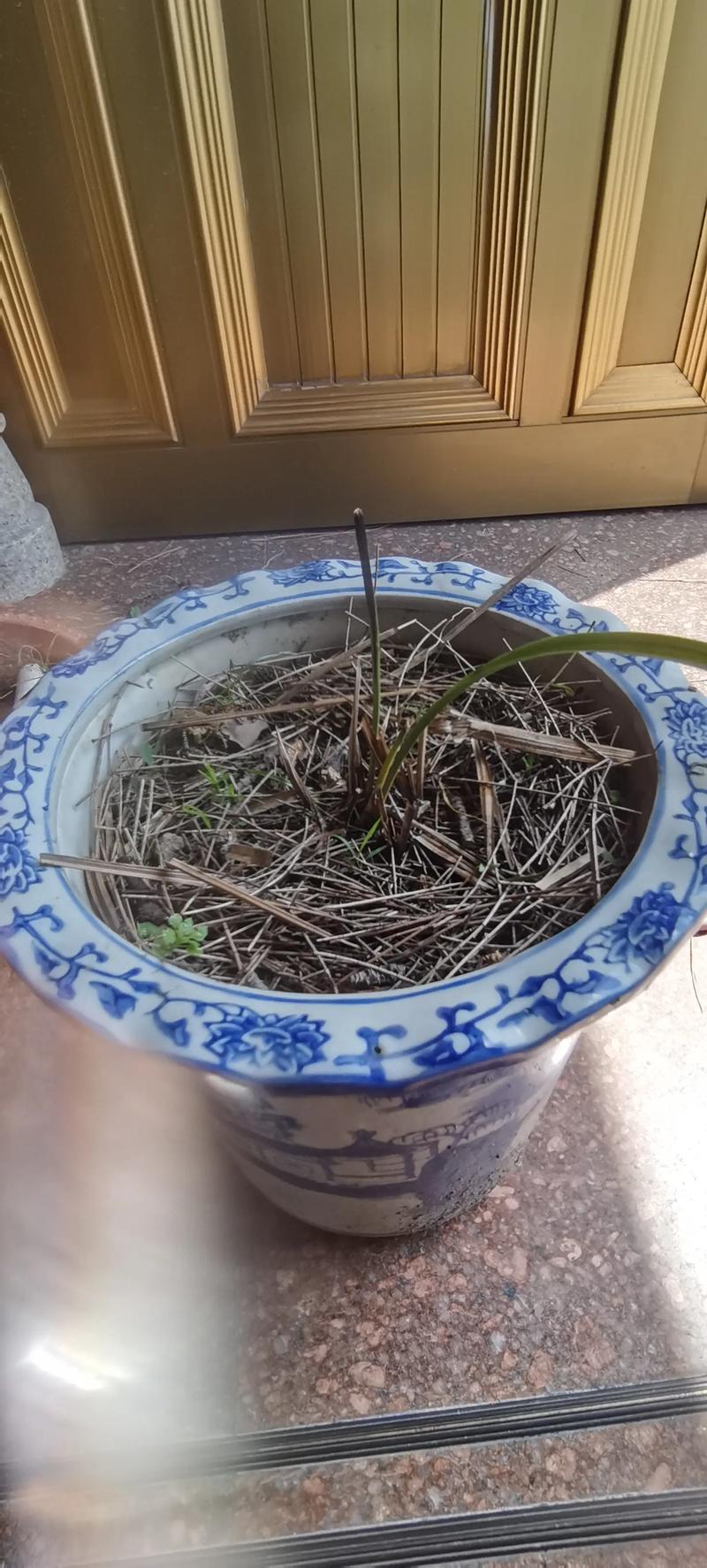 兰花的叶子为什么扭了，兰花叶扭转是什么原因-第7张图片-优品飞百科