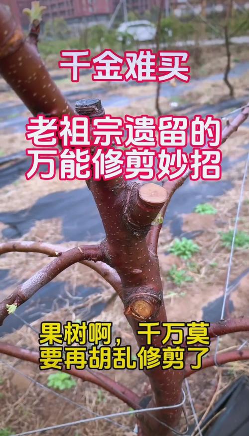 果树修剪技术，果树修剪技术口诀？