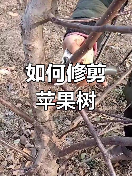 果树修剪技术，果树修剪技术口诀？-第2张图片-优品飞百科