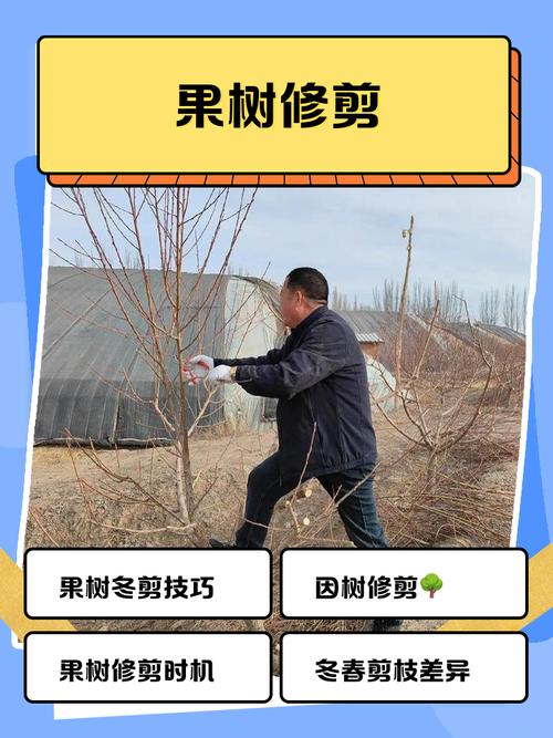 果树修剪技术，果树修剪技术口诀？-第3张图片-优品飞百科