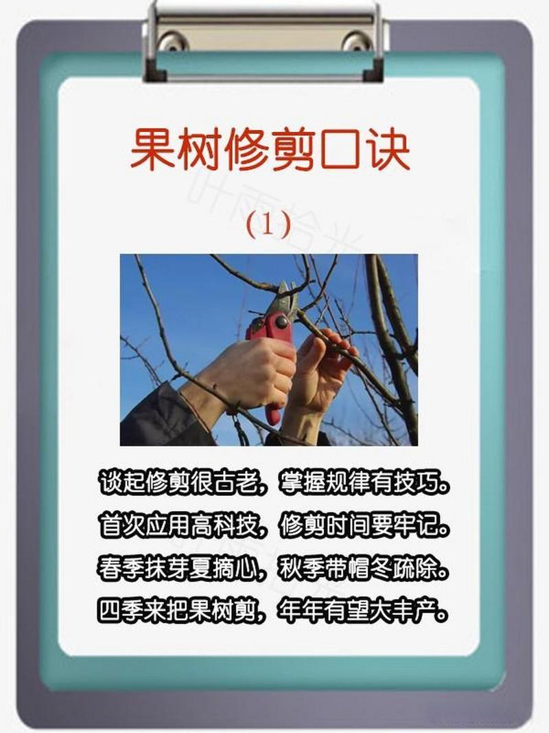 果树修剪技术，果树修剪技术口诀？-第4张图片-优品飞百科