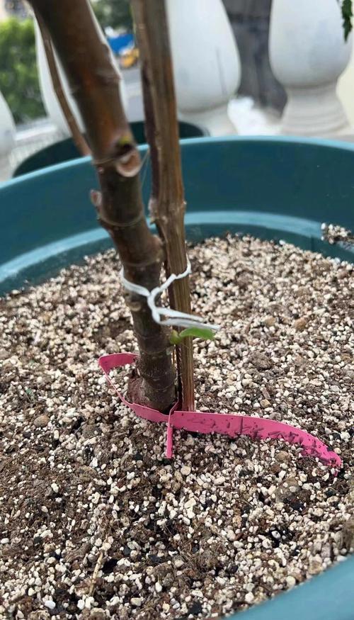 果树修剪技术，果树修剪技术口诀？-第5张图片-优品飞百科