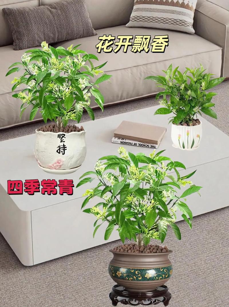 夜来香什么时候开花，夜来香什么时候开花的几点几分