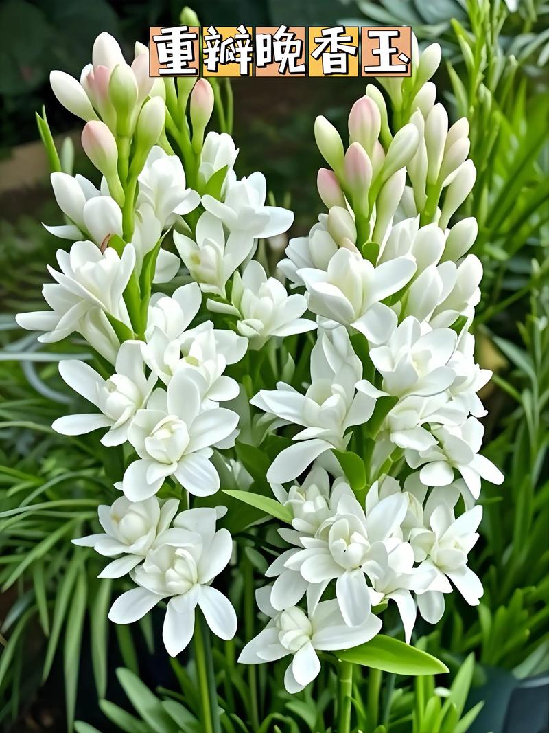 夜来香什么时候开花，夜来香什么时候开花的几点几分-第2张图片-优品飞百科