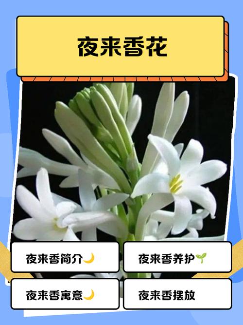夜来香什么时候开花，夜来香什么时候开花的几点几分-第3张图片-优品飞百科