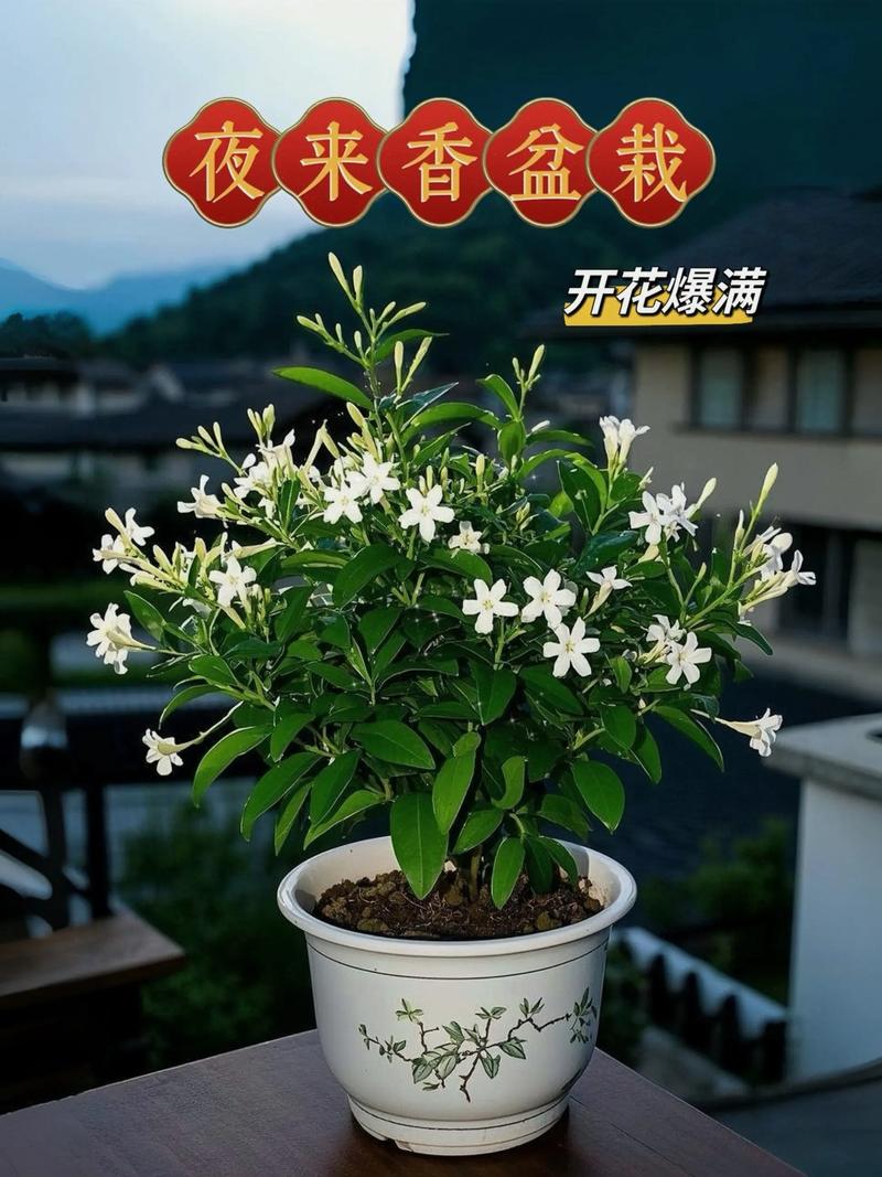 夜来香什么时候开花，夜来香什么时候开花的几点几分-第4张图片-优品飞百科