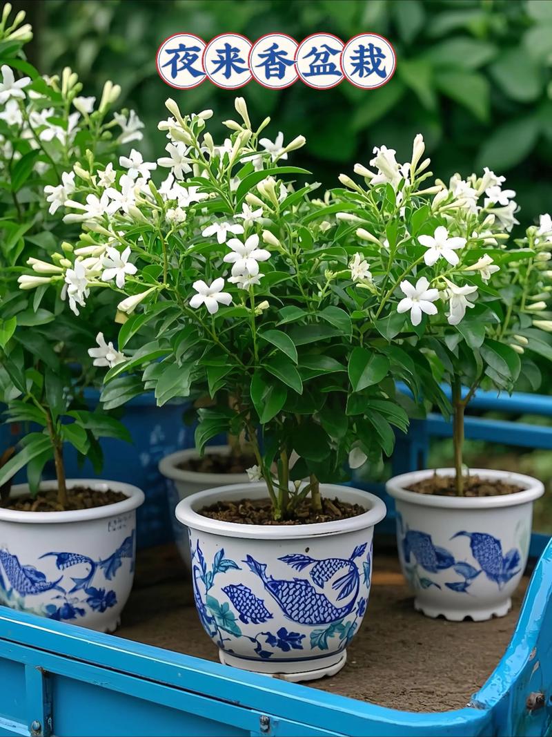 夜来香什么时候开花，夜来香什么时候开花的几点几分-第5张图片-优品飞百科