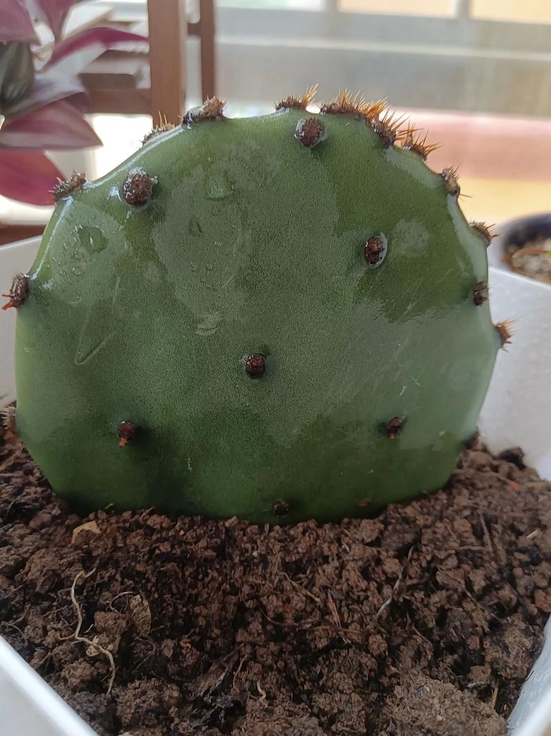 仙人掌没根能活吗，仙人掌没有了刺还能活吗