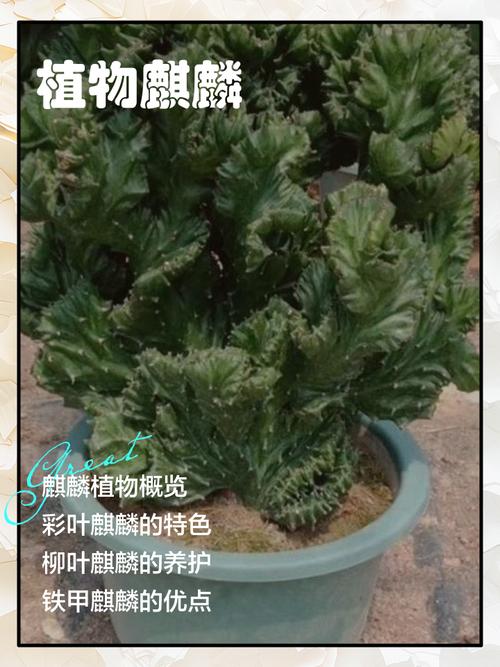 仙人掌没根能活吗，仙人掌没有了刺还能活吗-第2张图片-优品飞百科