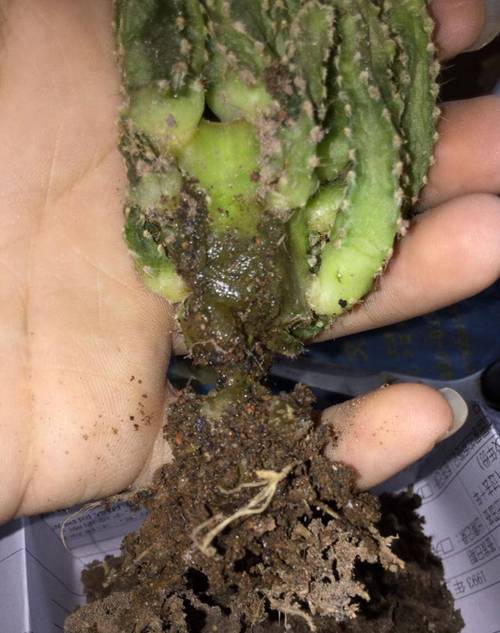 仙人掌没根能活吗，仙人掌没有了刺还能活吗-第3张图片-优品飞百科