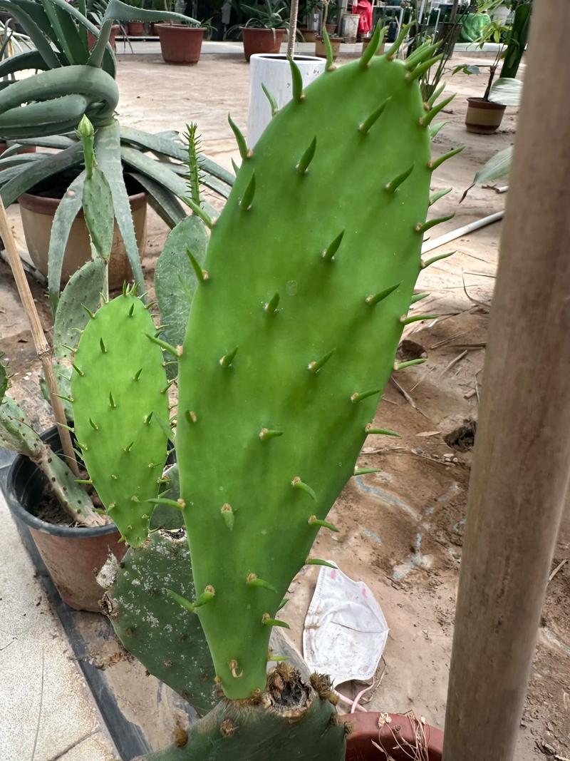 仙人掌没根能活吗，仙人掌没有了刺还能活吗-第4张图片-优品飞百科