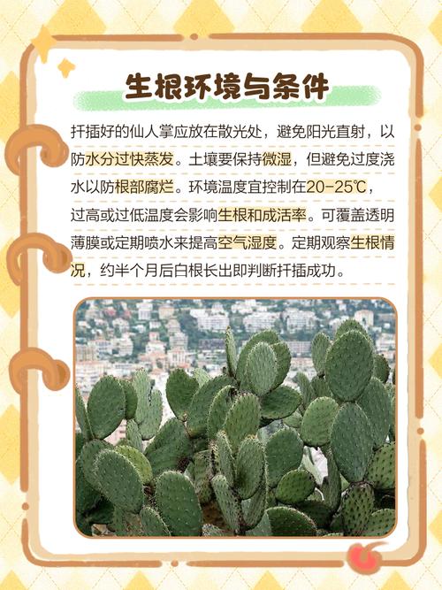 仙人掌没根能活吗，仙人掌没有了刺还能活吗-第5张图片-优品飞百科