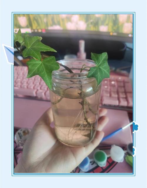 常春藤如何剪枝水培？常春藤的扦插方法水培？