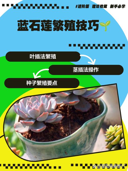 蓝石莲掉叶子怎么办？蓝石莲底部叶子枯萎？