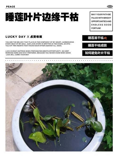 蓝石莲掉叶子怎么办?蓝石莲底部叶子枯萎?-第2张图片-优品飞百科 蓝石莲掉叶子怎么办?蓝石莲底部叶子枯萎?-第2张图片-优品飞百科