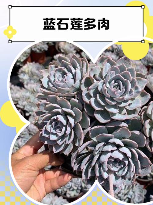 蓝石莲掉叶子怎么办?蓝石莲底部叶子枯萎?-第3张图片-优品飞百科 蓝石莲掉叶子怎么办?蓝石莲底部叶子枯萎?-第3张图片-优品飞百科