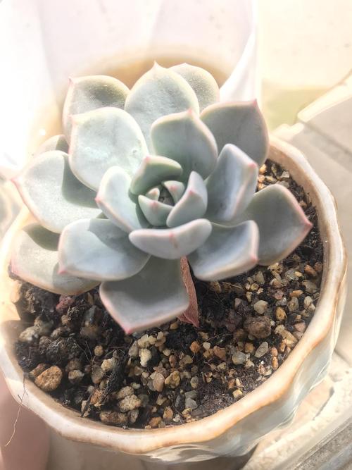 蓝石莲掉叶子怎么办?蓝石莲底部叶子枯萎?-第5张图片-优品飞百科 蓝石莲掉叶子怎么办?蓝石莲底部叶子枯萎?-第5张图片-优品飞百科