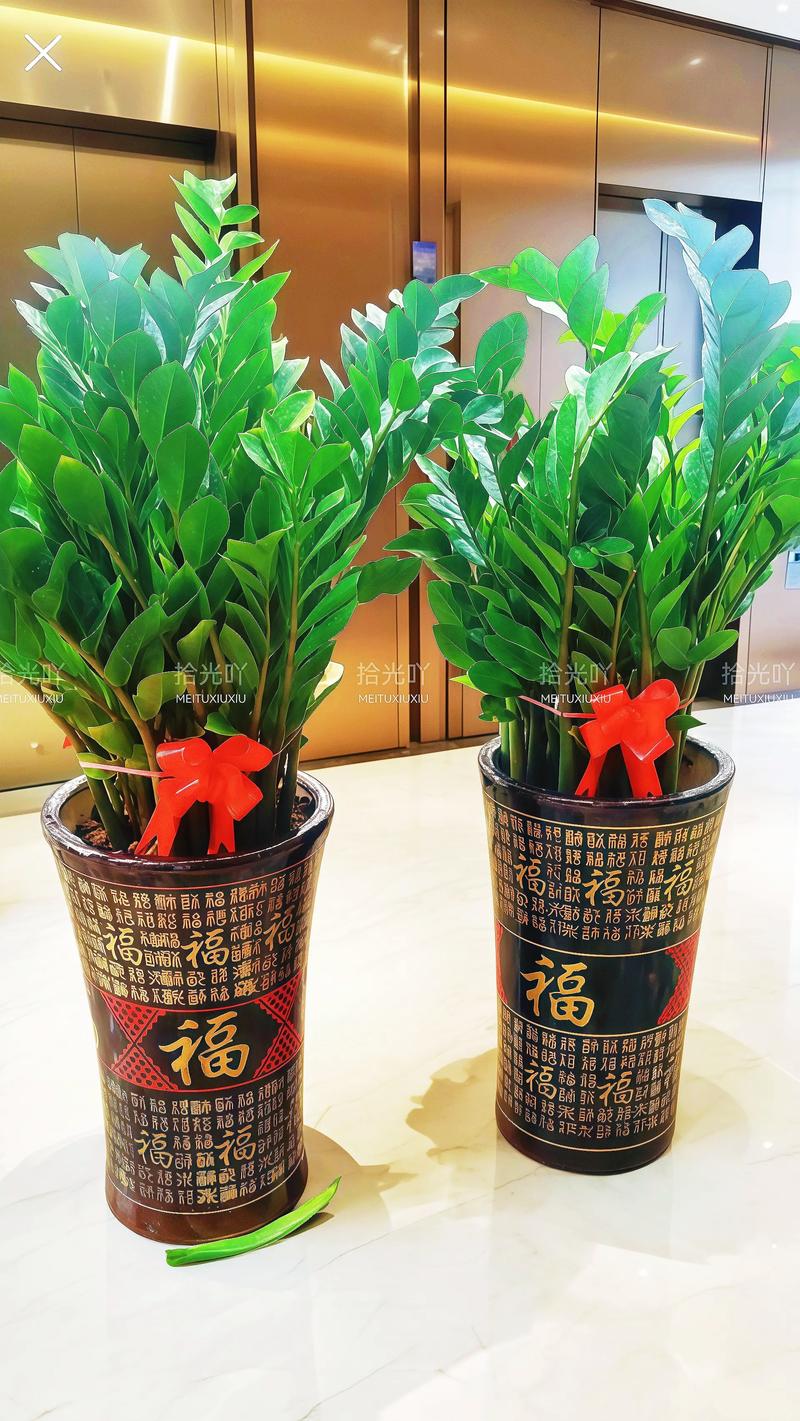 摇钱树怎么摆放有助于风水，摇钱树怎么放招财？-第3张图片-优品飞百科