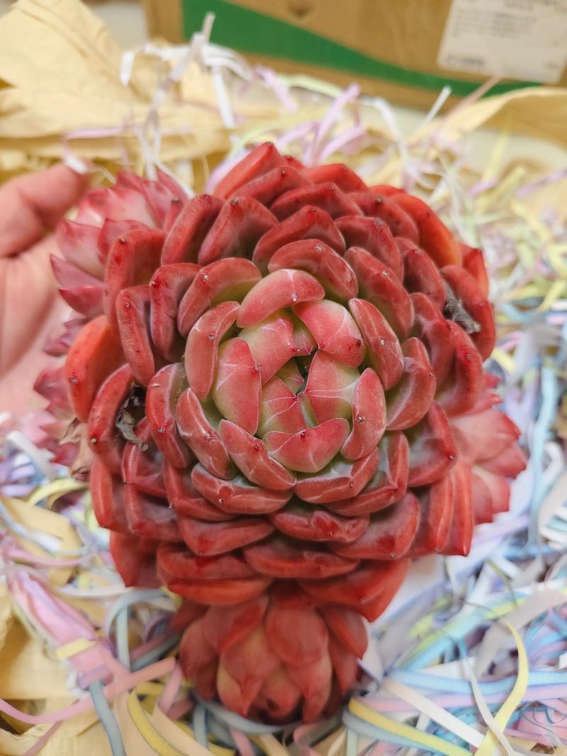 多肉断了还能活吗？多肉断了还能活吗图片？