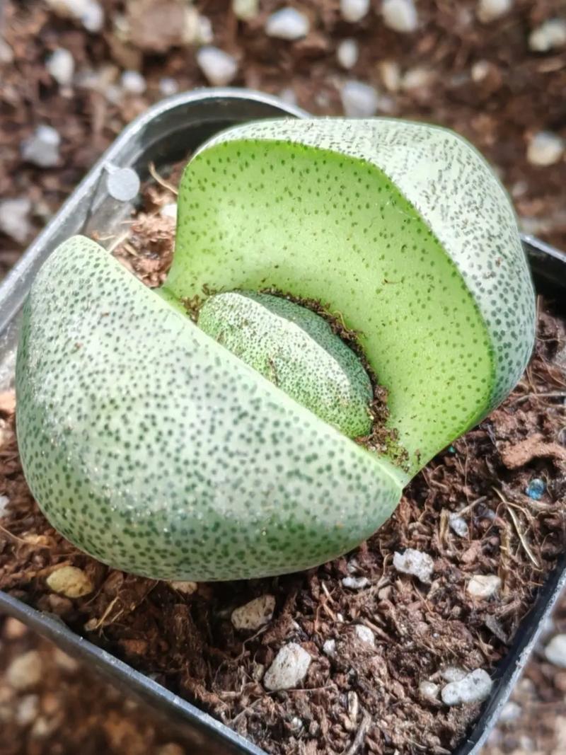 多肉断了还能活吗？多肉断了还能活吗图片？-第2张图片-优品飞百科