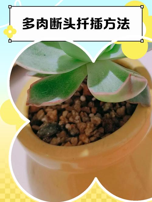 多肉断了还能活吗？多肉断了还能活吗图片？-第4张图片-优品飞百科