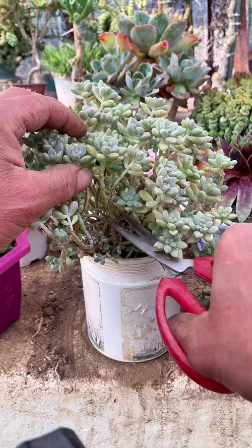 多肉断了还能活吗？多肉断了还能活吗图片？-第5张图片-优品飞百科