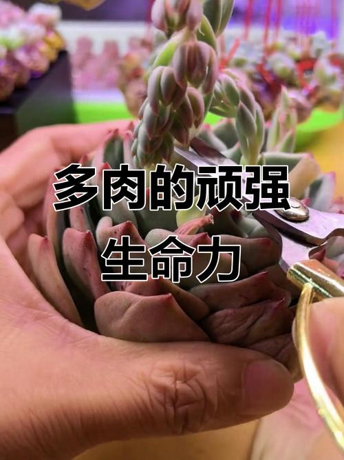 多肉断了还能活吗？多肉断了还能活吗图片？-第6张图片-优品飞百科